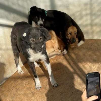 Tierschutzhunde suchen ein Zuhause-Beitrag-Bild
