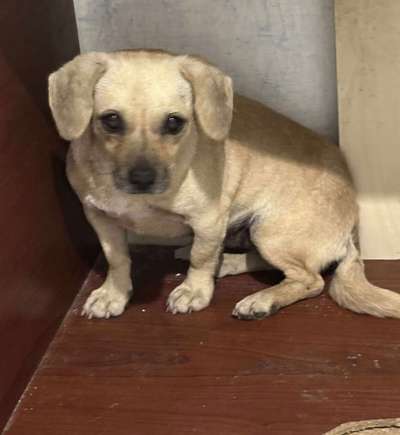 Tierschutzhunde suchen ein Zuhause-Beitrag-Bild