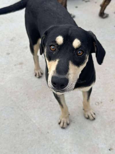 Tierschutzhunde suchen ein Zuhause-Beitrag-Bild