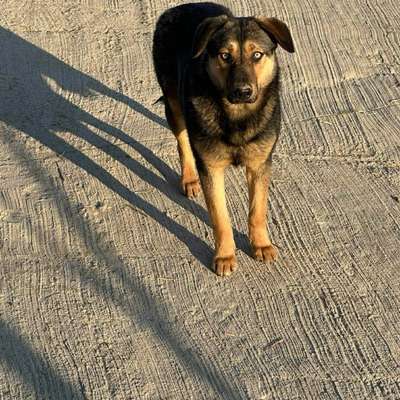 Tierschutzhunde suchen ein Zuhause-Beitrag-Bild