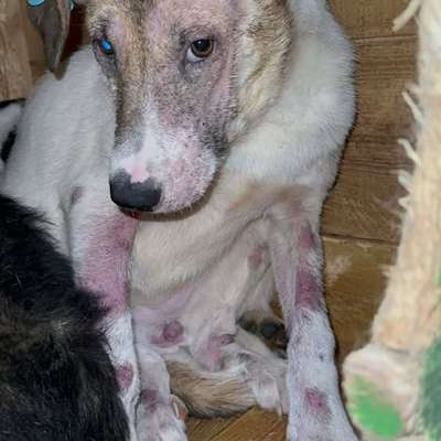 Tierschutzhunde suchen ein Zuhause-Beitrag-Bild