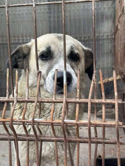 Tierschutzhunde suchen ein Zuhause-Beitrag-Bild