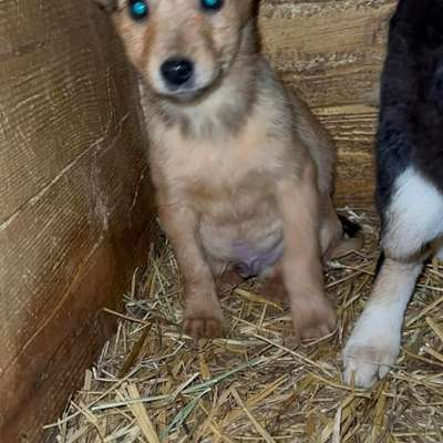 Tierschutzhunde suchen ein Zuhause-Beitrag-Bild