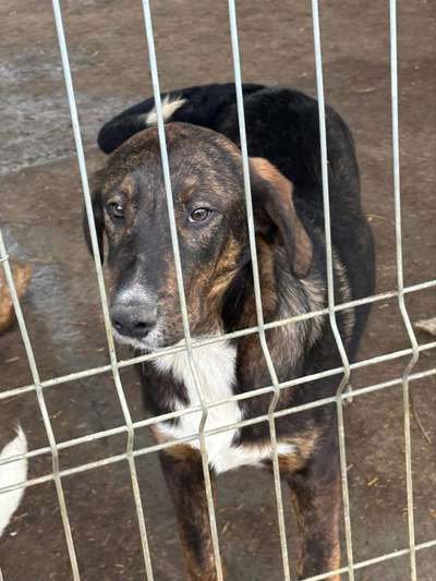 Tierschutzhunde suchen ein Zuhause-Beitrag-Bild