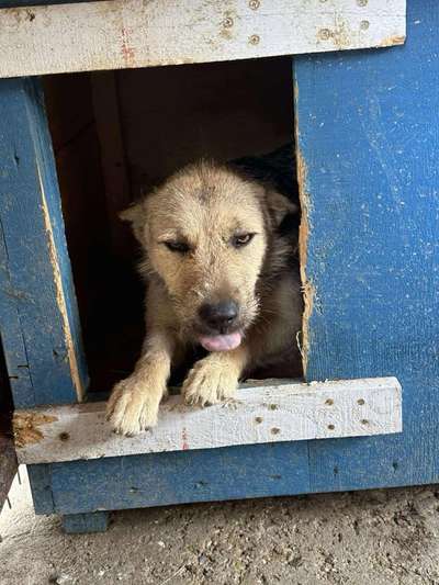 Tierschutzhunde suchen ein Zuhause-Beitrag-Bild