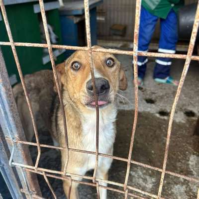 Tierschutzhunde suchen ein Zuhause-Beitrag-Bild