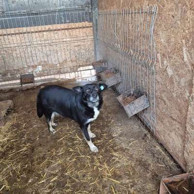 Tierschutzhunde suchen ein Zuhause-Beitrag-Bild