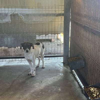 Tierschutzhunde suchen ein Zuhause-Beitrag-Bild