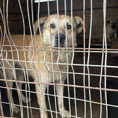 Tierschutzhunde suchen ein Zuhause-Beitrag-Bild