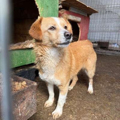 Tierschutzhunde suchen ein Zuhause-Beitrag-Bild