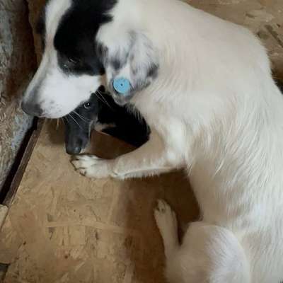 Tierschutzhunde suchen ein Zuhause-Beitrag-Bild