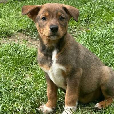 Tierschutzhunde suchen ein Zuhause-Beitrag-Bild