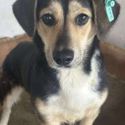 Tierschutzhunde suchen ein Zuhause-Beitrag-Bild