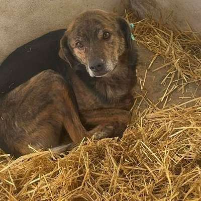 Tierschutzhunde suchen ein Zuhause-Beitrag-Bild
