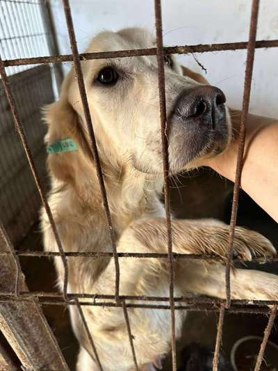 Tierschutzhunde suchen ein Zuhause-Beitrag-Bild