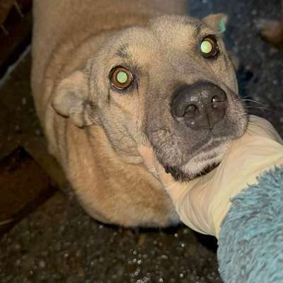 Tierschutzhunde suchen ein Zuhause-Beitrag-Bild