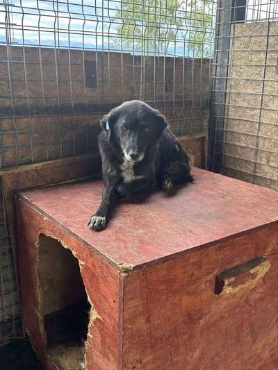 Tierschutzhunde suchen ein Zuhause-Beitrag-Bild