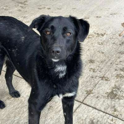 Tierschutzhunde suchen ein Zuhause-Beitrag-Bild