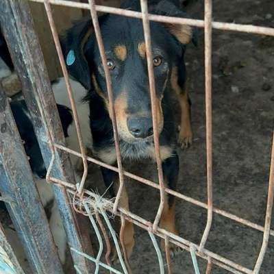 Tierschutzhunde suchen ein Zuhause-Beitrag-Bild