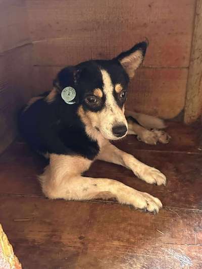 Tierschutzhunde suchen ein Zuhause-Beitrag-Bild