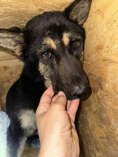 Tierschutzhunde suchen ein Zuhause-Beitrag-Bild