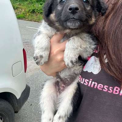 Tierschutzhunde suchen ein Zuhause-Beitrag-Bild