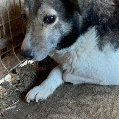 Tierschutzhunde suchen ein Zuhause-Beitrag-Bild