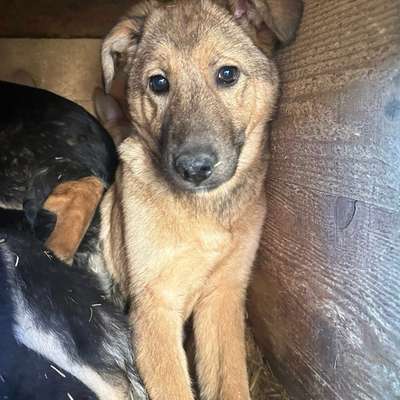 Tierschutzhunde suchen ein Zuhause-Beitrag-Bild