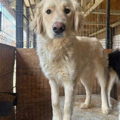 Tierschutzhunde suchen ein Zuhause-Beitrag-Bild