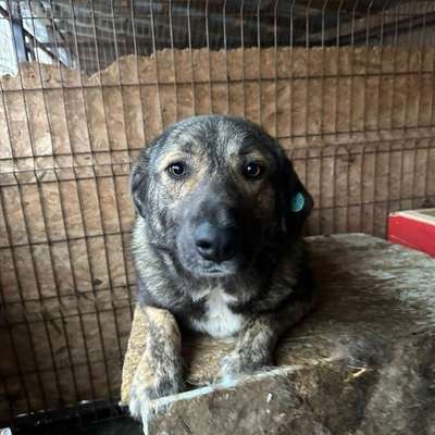 Tierschutzhunde suchen ein Zuhause-Beitrag-Bild