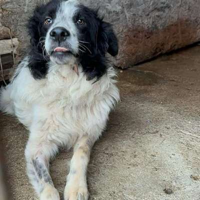 Tierschutzhunde suchen ein Zuhause-Beitrag-Bild