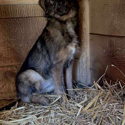 Tierschutzhunde suchen ein Zuhause-Beitrag-Bild
