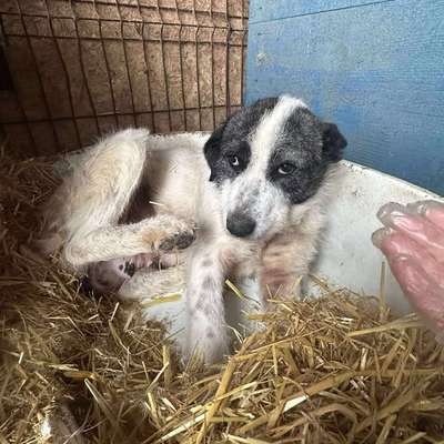 Tierschutzhunde suchen ein Zuhause-Beitrag-Bild