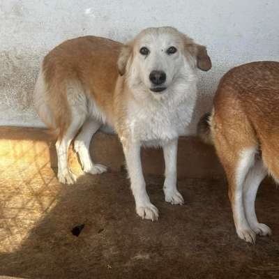 Tierschutzhunde suchen ein Zuhause-Beitrag-Bild