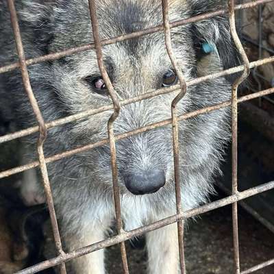 Tierschutzhunde suchen ein Zuhause-Beitrag-Bild
