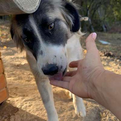 Tierschutzhunde suchen ein Zuhause-Beitrag-Bild