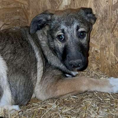 Tierschutzhunde suchen ein Zuhause-Beitrag-Bild
