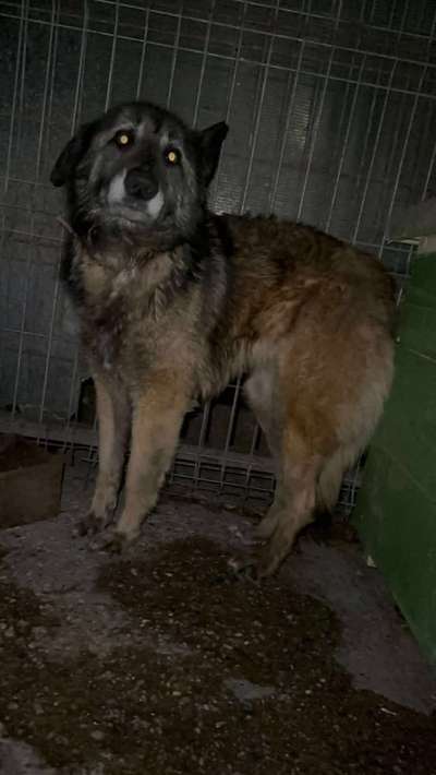 Tierschutzhunde suchen ein Zuhause-Beitrag-Bild