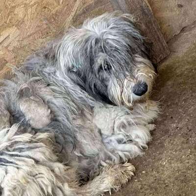 Tierschutzhunde suchen ein Zuhause-Beitrag-Bild