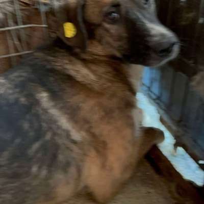 Tierschutzhunde suchen ein Zuhause-Beitrag-Bild