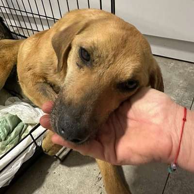 Tierschutzhunde suchen ein Zuhause-Beitrag-Bild