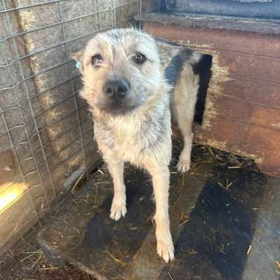 Tierschutzhunde suchen ein Zuhause-Beitrag-Bild