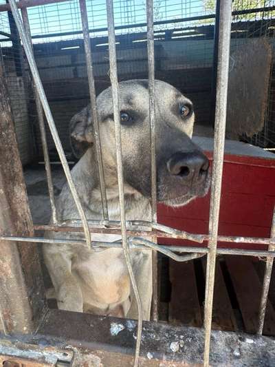 Tierschutzhunde suchen ein Zuhause-Beitrag-Bild