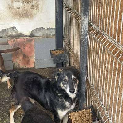 Tierschutzhunde suchen ein Zuhause-Beitrag-Bild