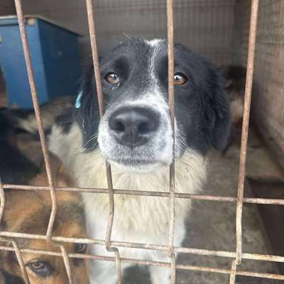 Tierschutzhunde suchen ein Zuhause-Beitrag-Bild