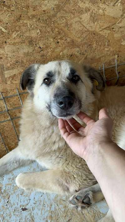 Tierschutzhunde suchen ein Zuhause-Beitrag-Bild