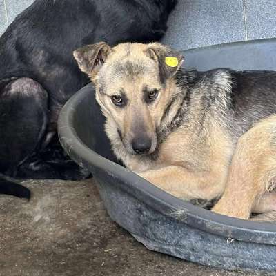 Tierschutzhunde suchen ein Zuhause-Beitrag-Bild
