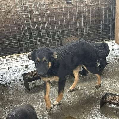 Tierschutzhunde suchen ein Zuhause-Beitrag-Bild