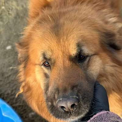 Tierschutzhunde suchen ein Zuhause-Beitrag-Bild