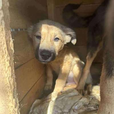 Tierschutzhunde suchen ein Zuhause-Beitrag-Bild